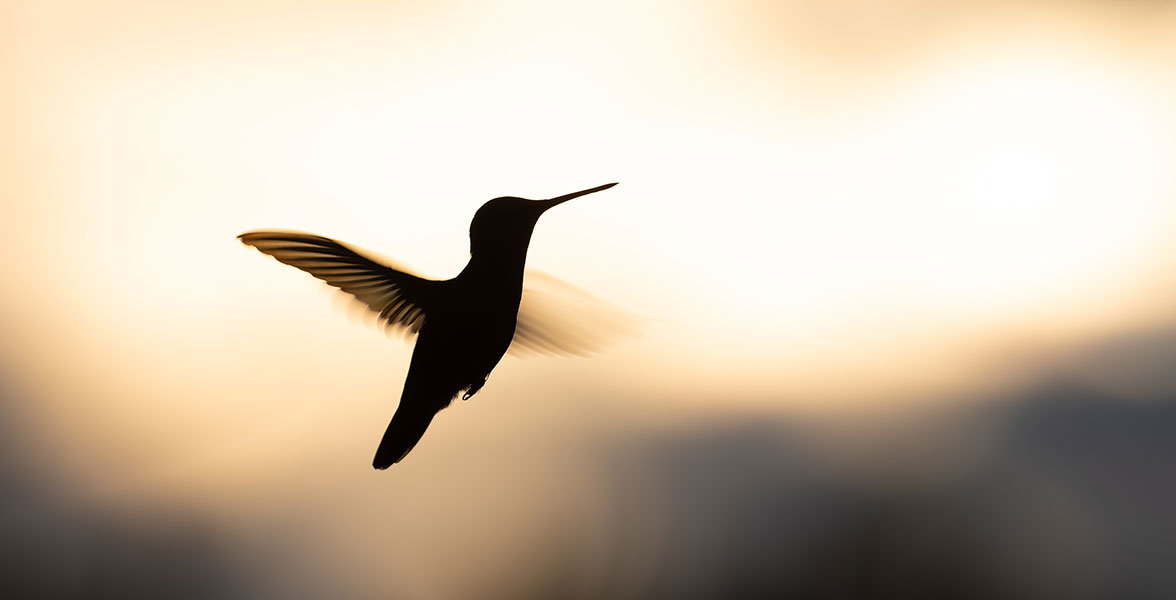 A silhouette of a bird mid-flight.