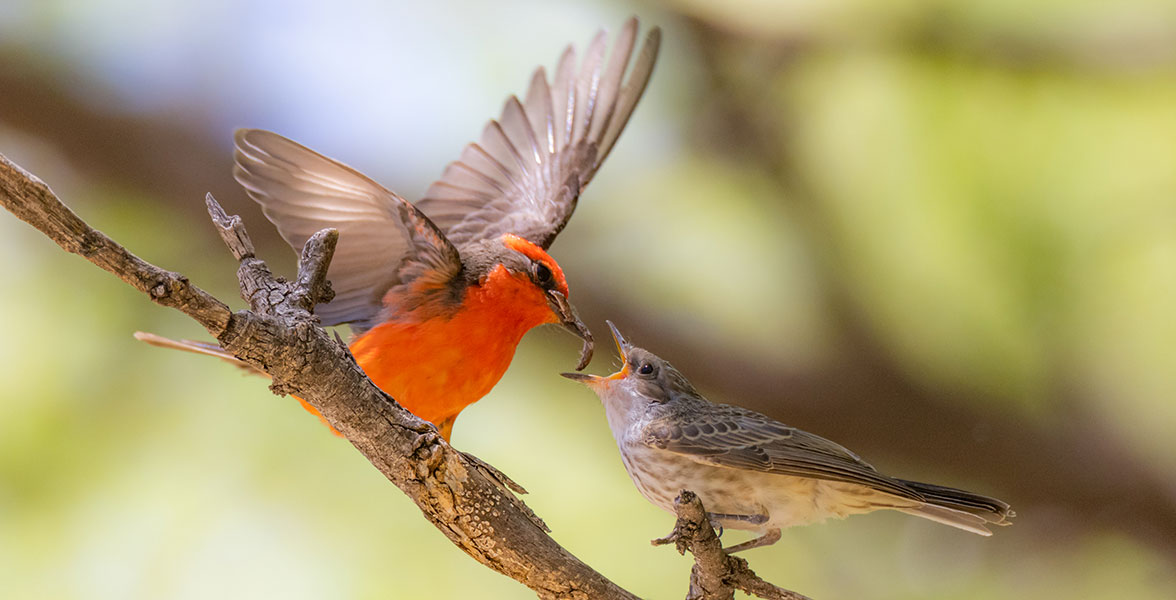 A Vermillion Flycatcher feeding a chick while perched on a tree branch.