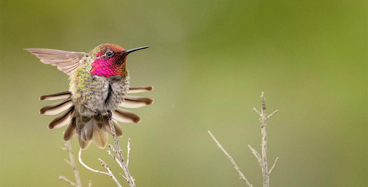 Anna's Hummingbird.