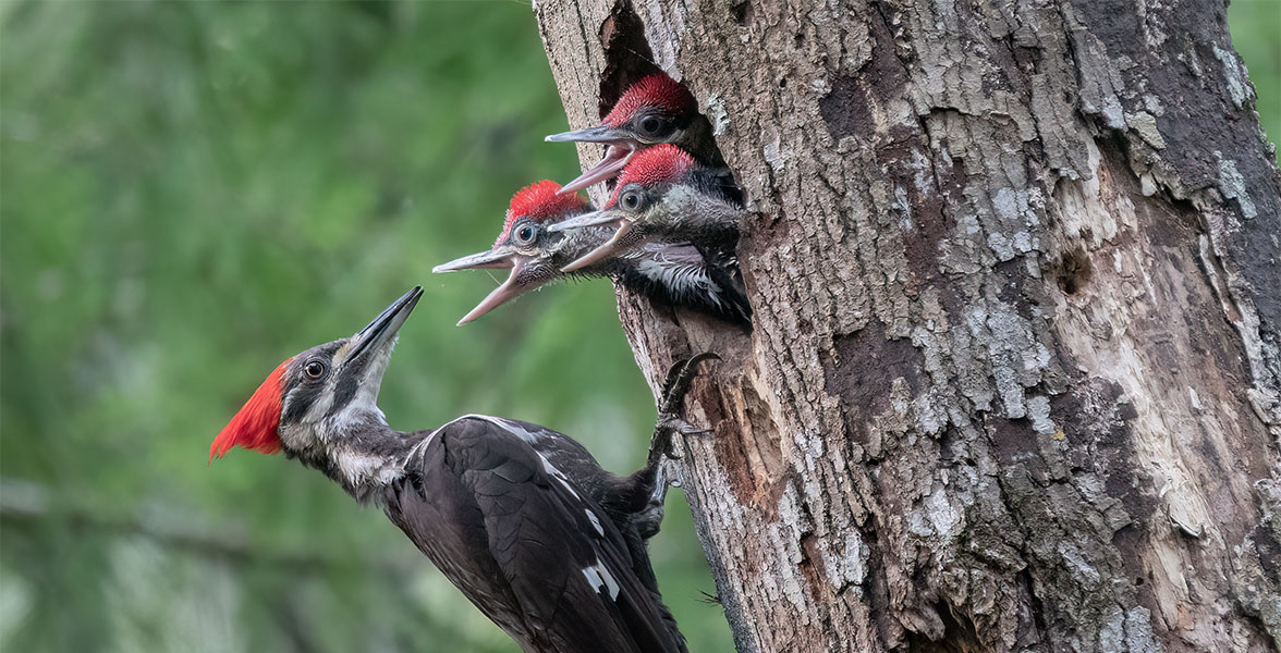 Pileated Woodpeckers.