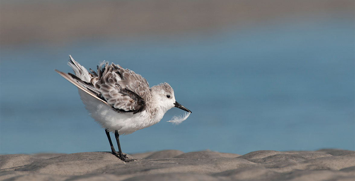 Sanderling.