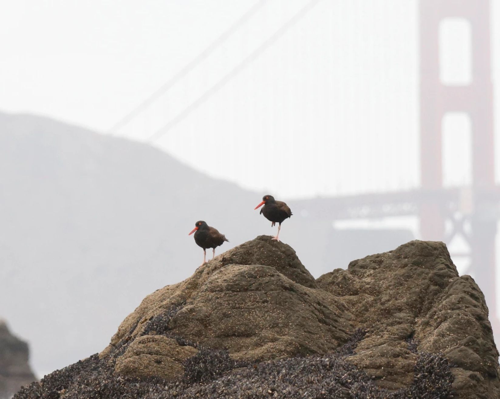 Black Oystercatchers in front of the Golden Gate Bridge Photo: Audry Nicklin/Audubon Photography Awards