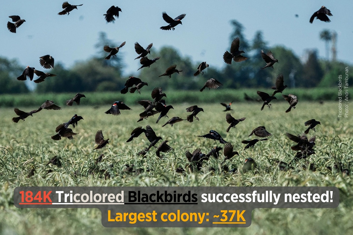 Tricolored Blackbirds at a dairy farm near Planada, California. Photo: Andri Tambunan.