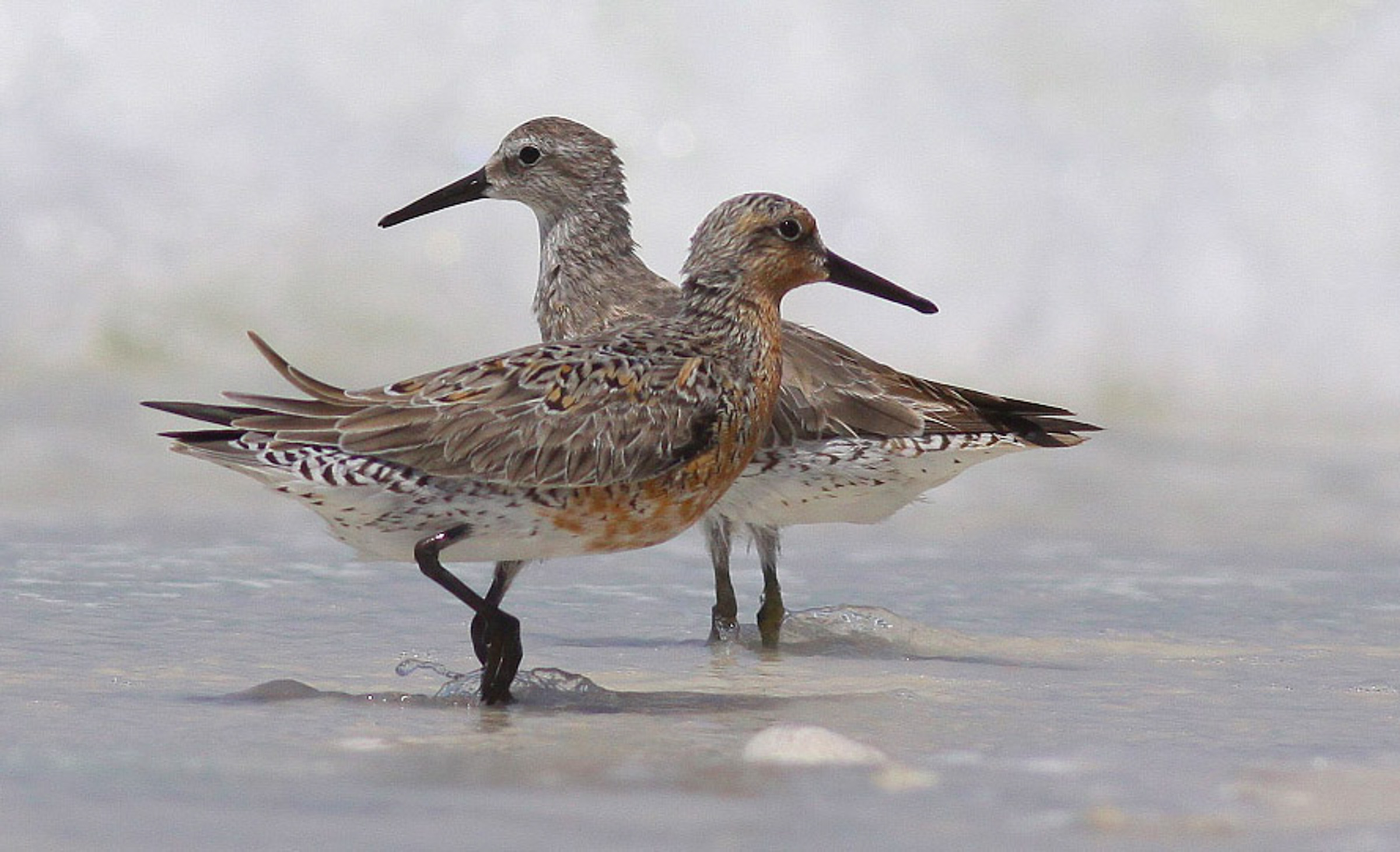 Two large shorebirds on a beach