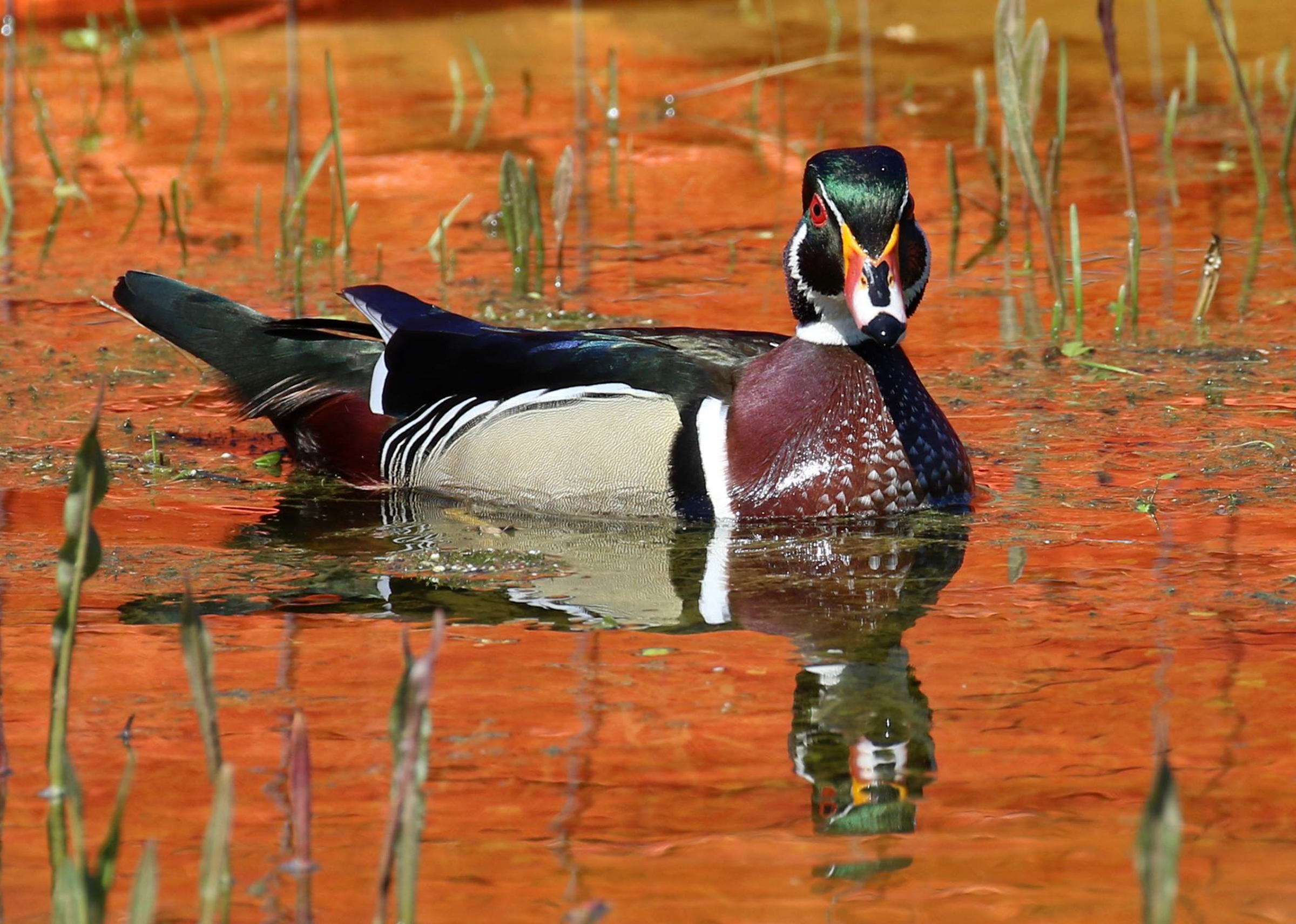 A brightly colored duck on a lake 