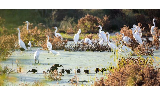 mixed wading birds at MLAC
