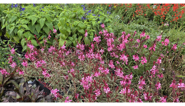 plant sale