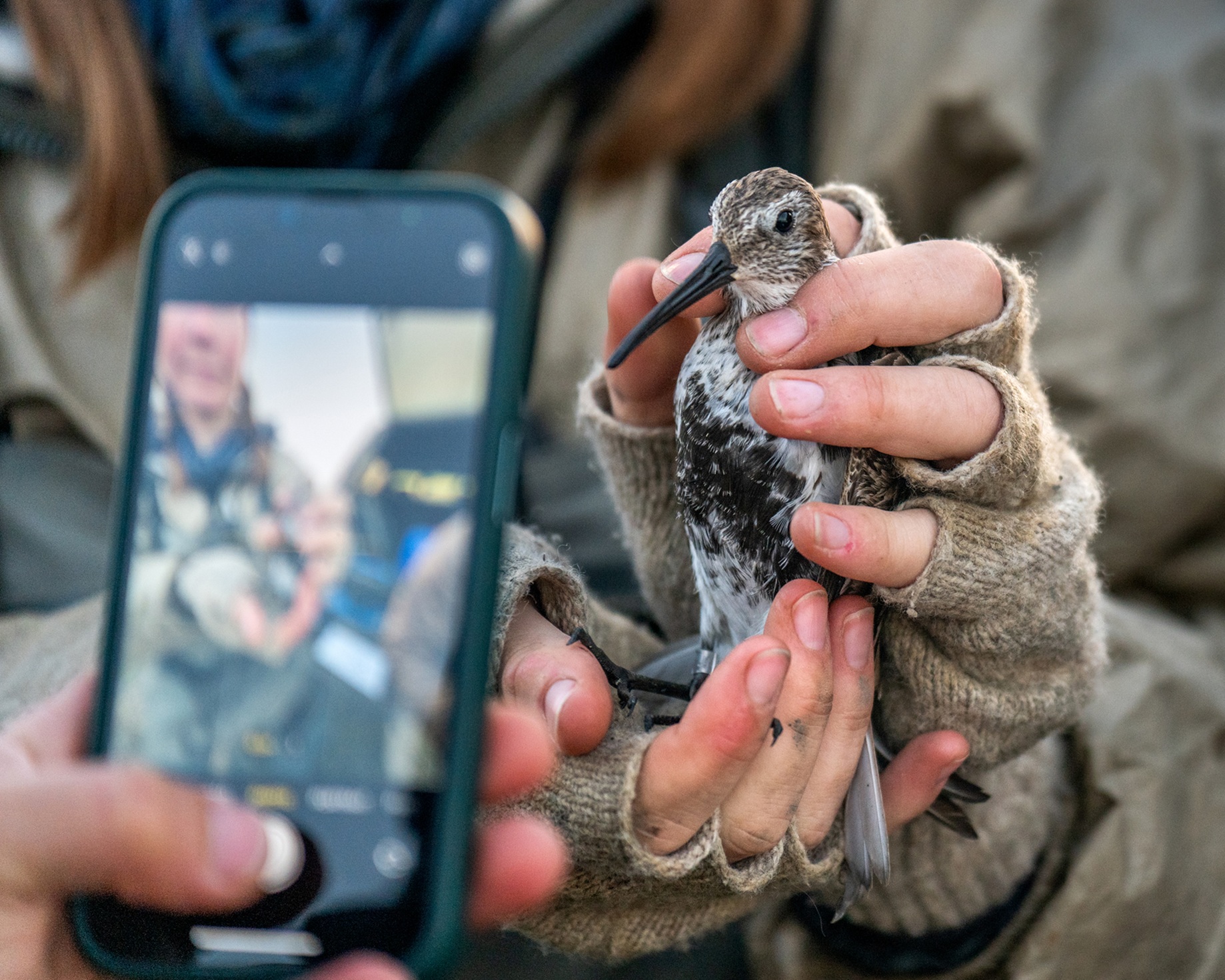 Permitted researcher Kirsti Carr (Point Blue, UC Davis) holds a Dunlin on the morning of the BirdReturns 10 year celebration, during the final week of the Migratory Bird Conservation Partnership's four-year collaborative drought study. Photo: Alecia Smith/Audubon