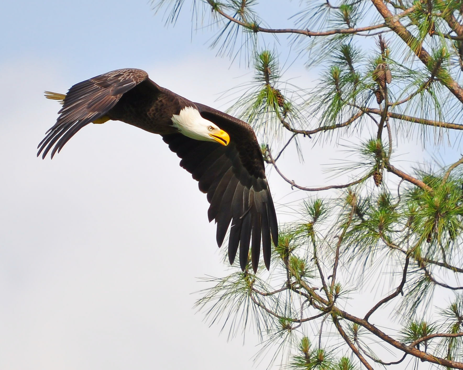 Bald eagle in flight. 