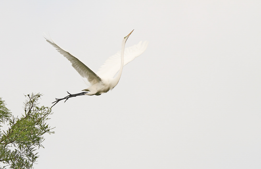 Great Egret in flight. 