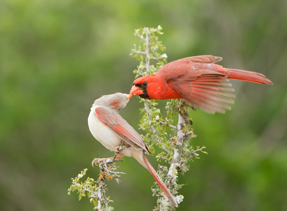 Male and female Northern cardinal in tree. 
