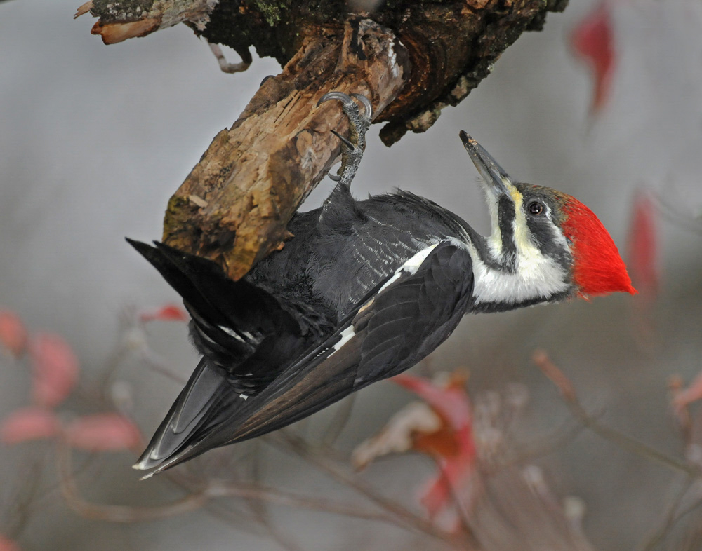 Pileated woodpecker on tree. 