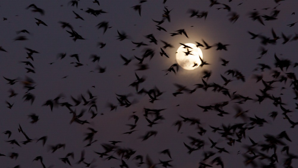 Purple Martins.