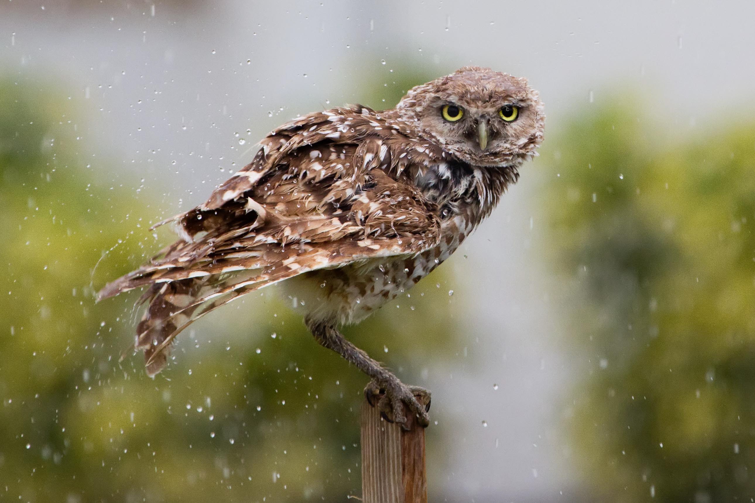 A brown bird of prey perched on a fencepost