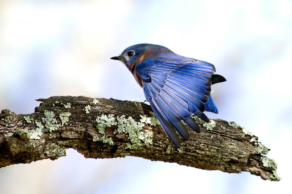 Eastern bluebird on branch.
