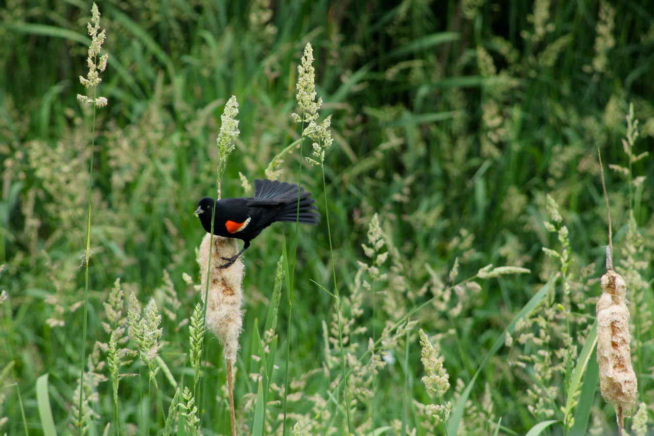Red-winged blackbird on plant.