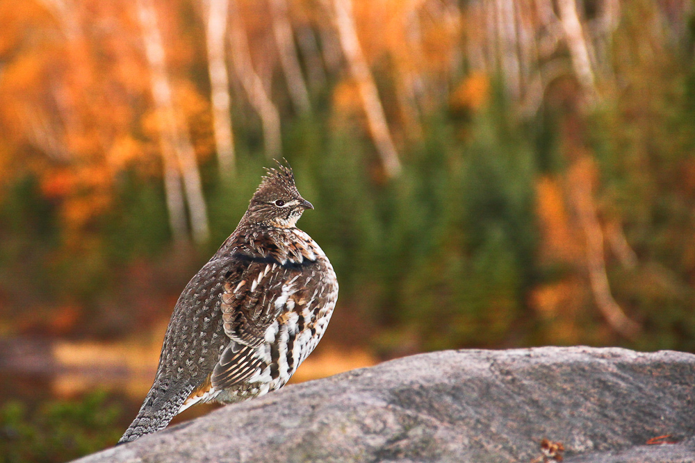 Ruffed Grouse. 