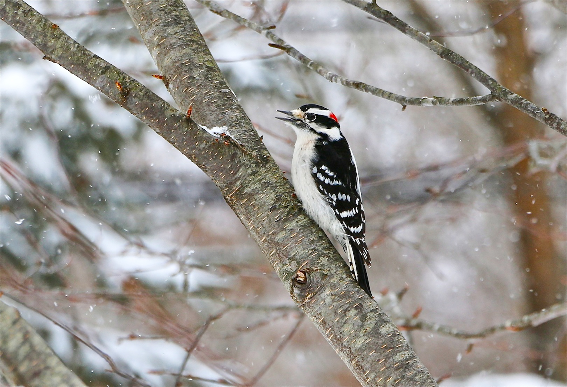 Downy woodpecker in snow.