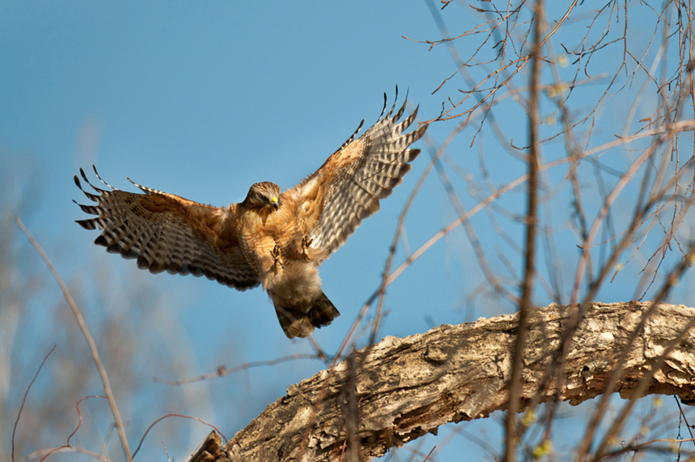 Red-shouldered hawk in flight. 