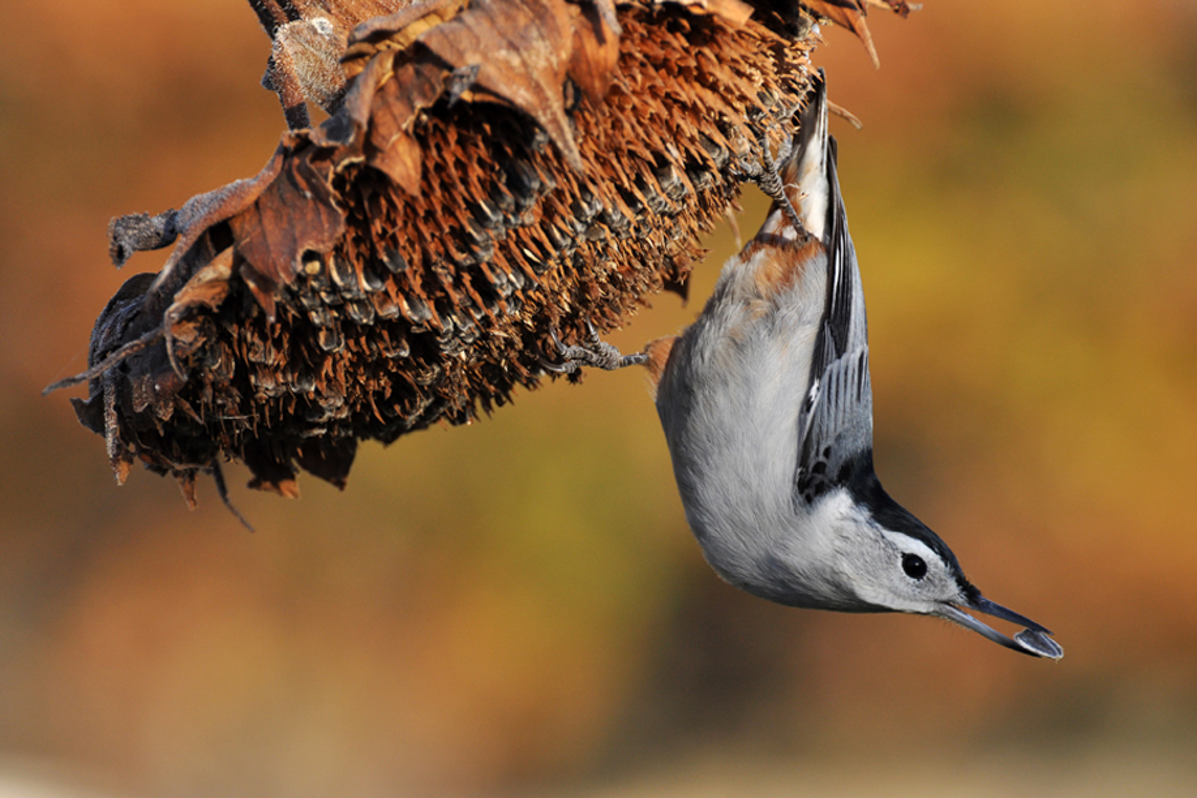 White-breasted Nuthatch