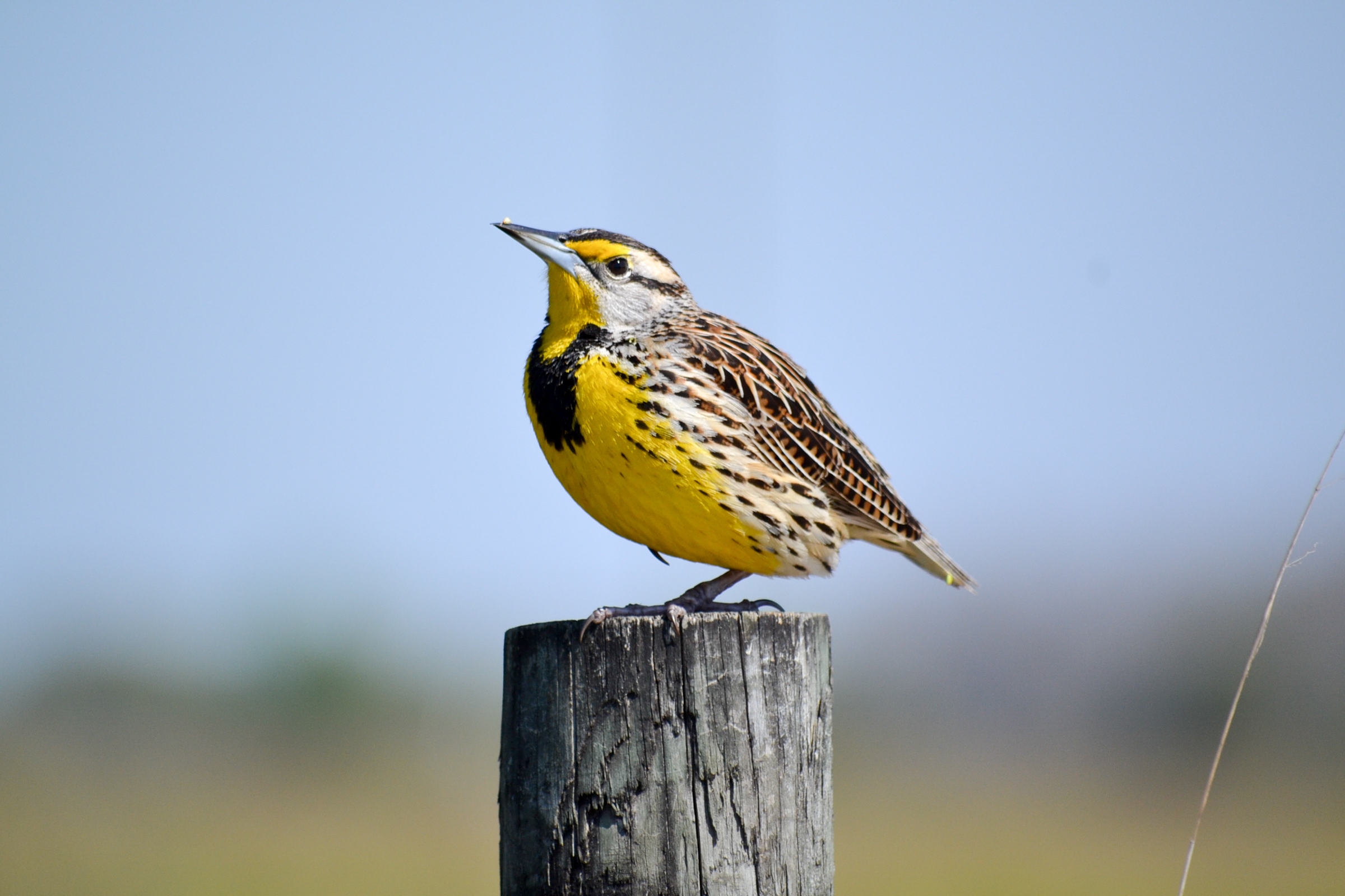 meadowlark on a wooden post