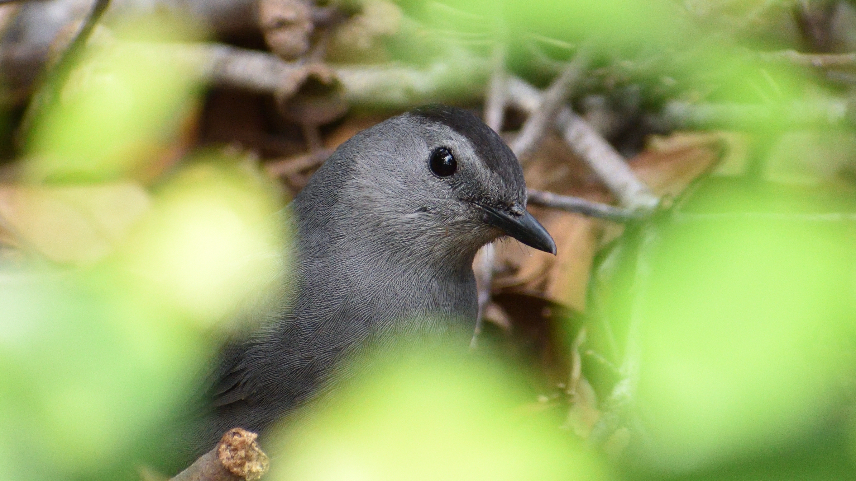Gray Catbird surrounded by leaves
