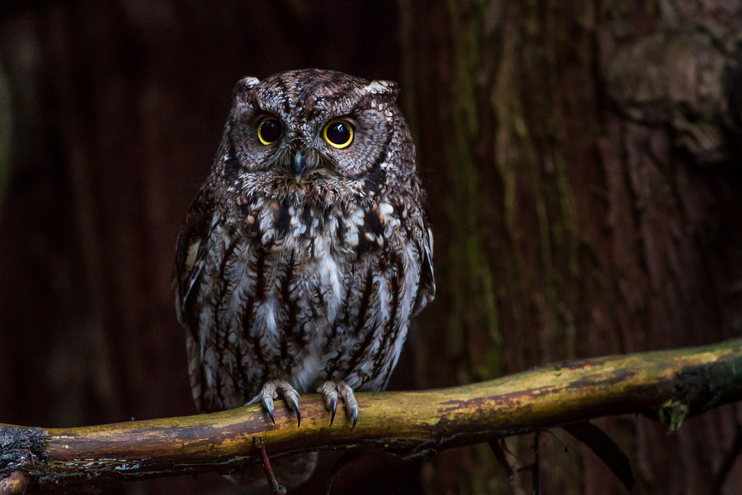 Western Screech-Owl, Portland, Oregon