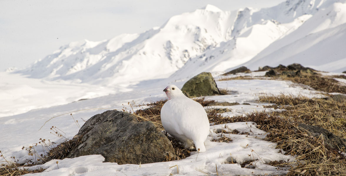 A White-tailed Ptarmigan stands before a vast snowy montane landscape.