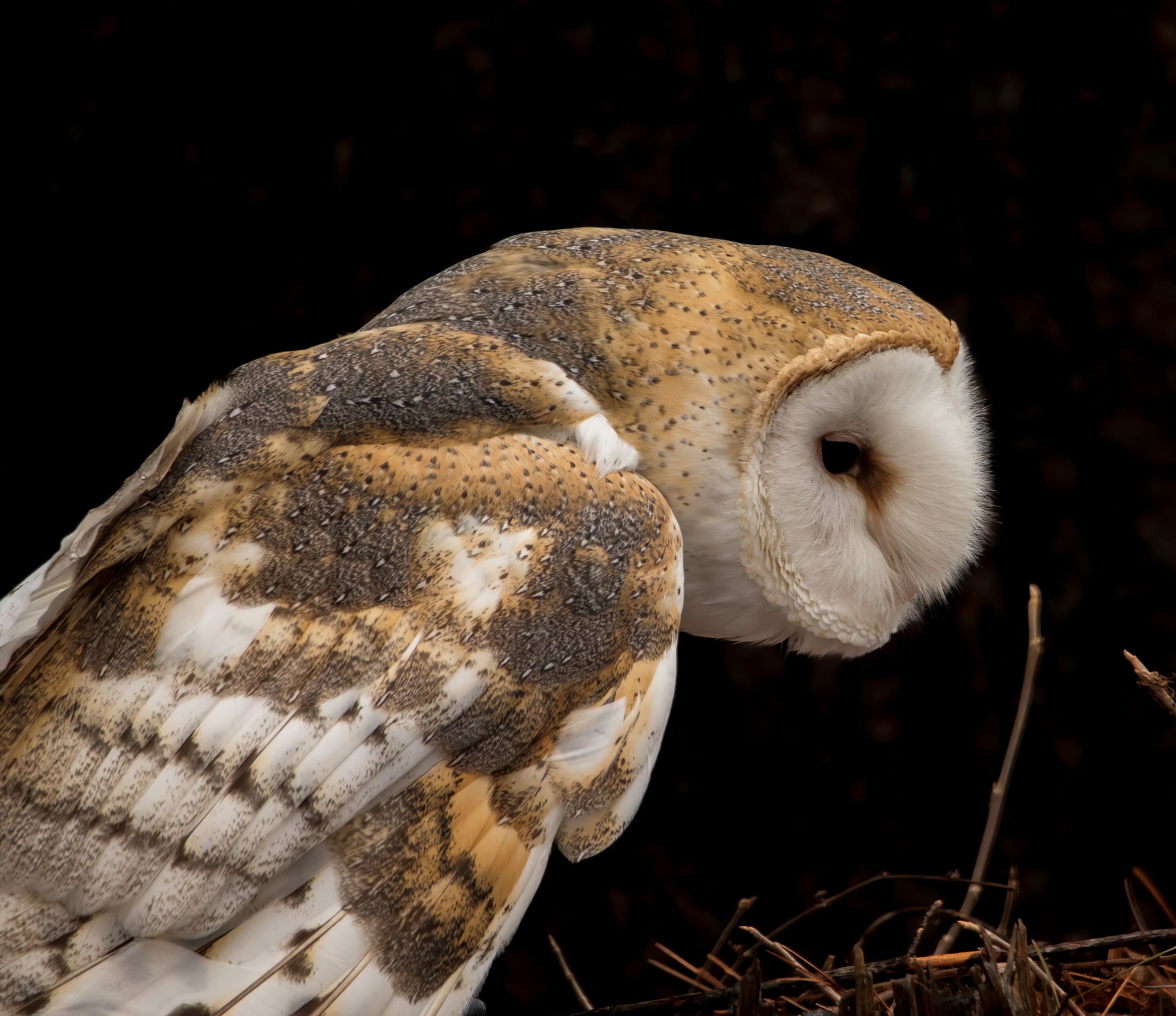 American Barn Owl