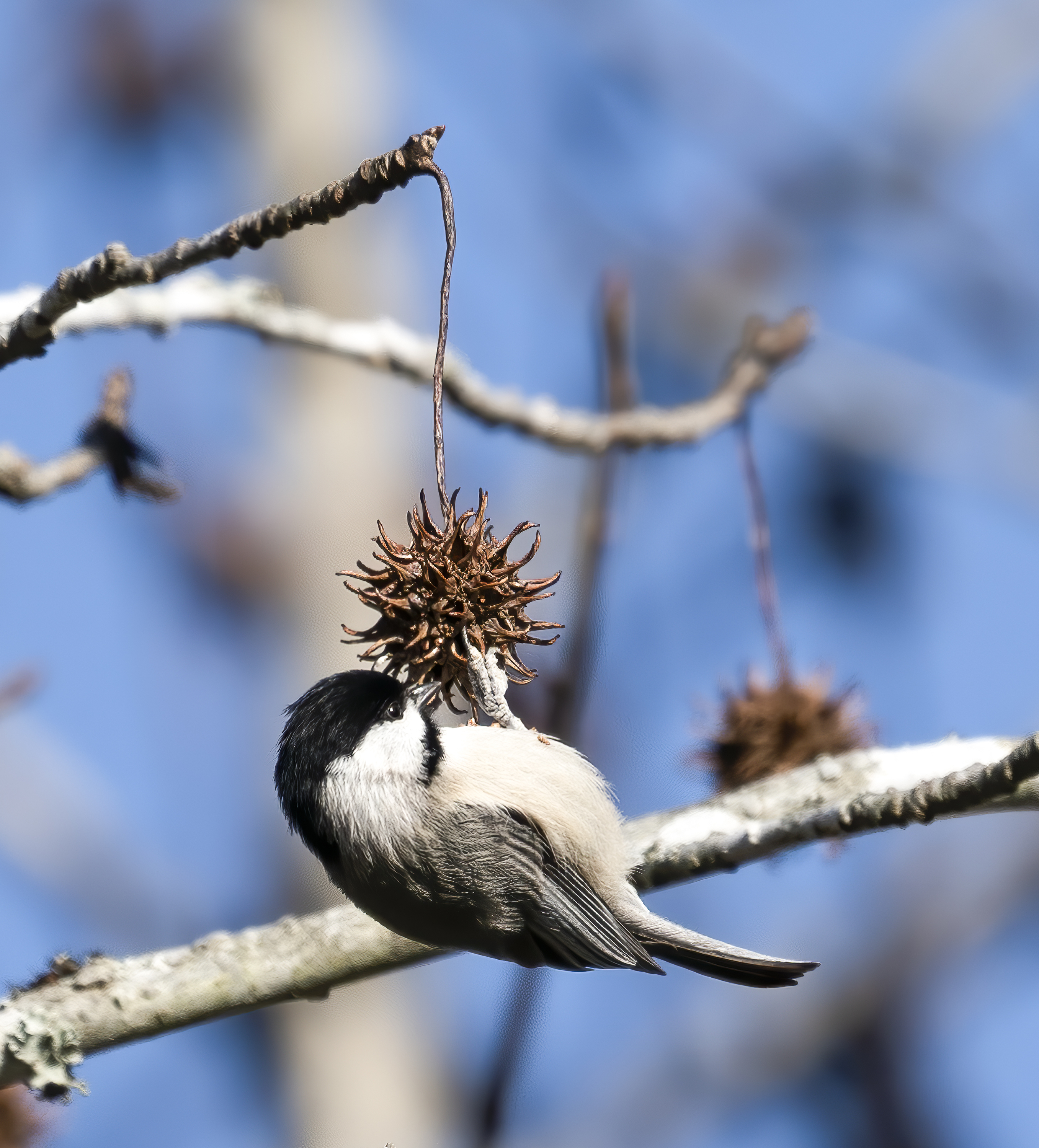 Carolina Chickadee hanging from a seed pod