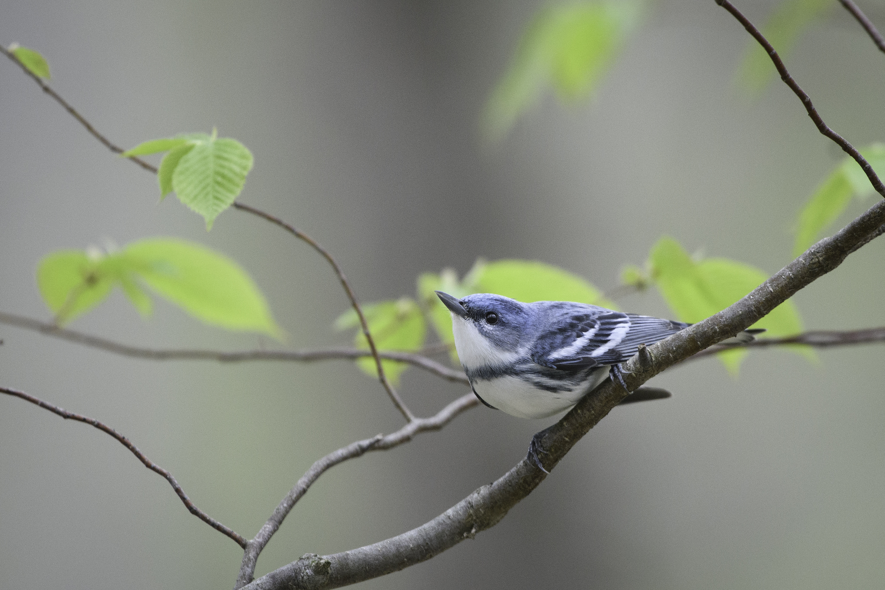 Cerulean warbler in tree. 