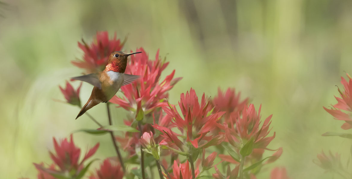 A Rufous Hummingbird flies amongst Indian paintbrush flowers.