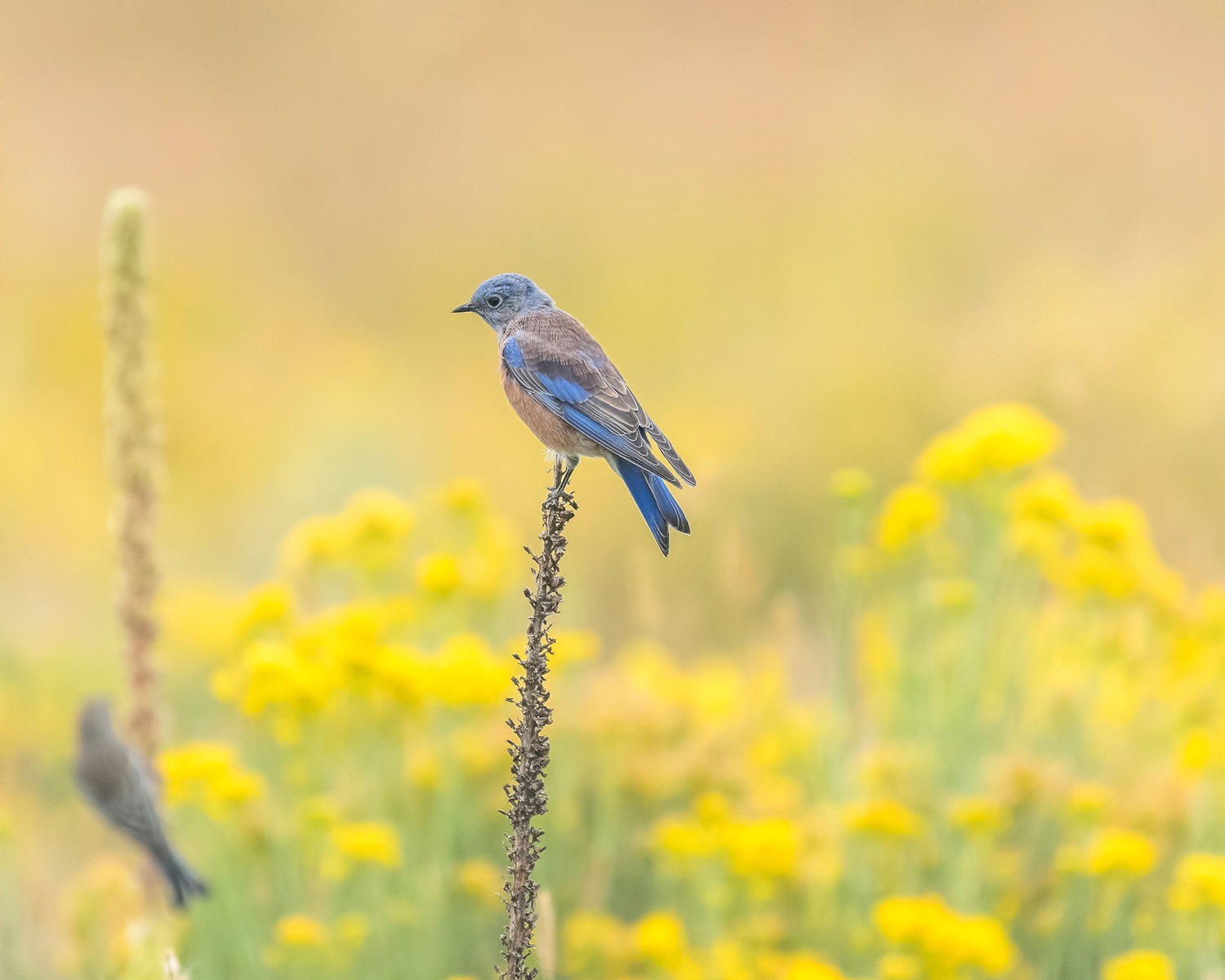 Western Bluebird. Photo: Patricia Kappmeyer/Audubon Photography Awards