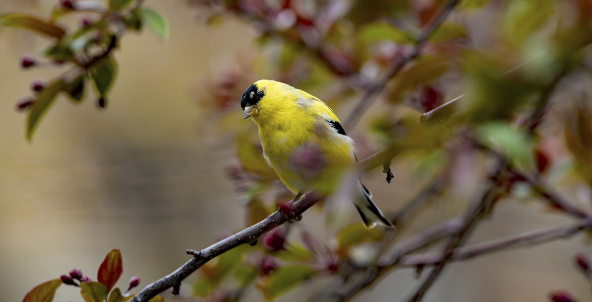 A male American Goldfinch perched on a branch.