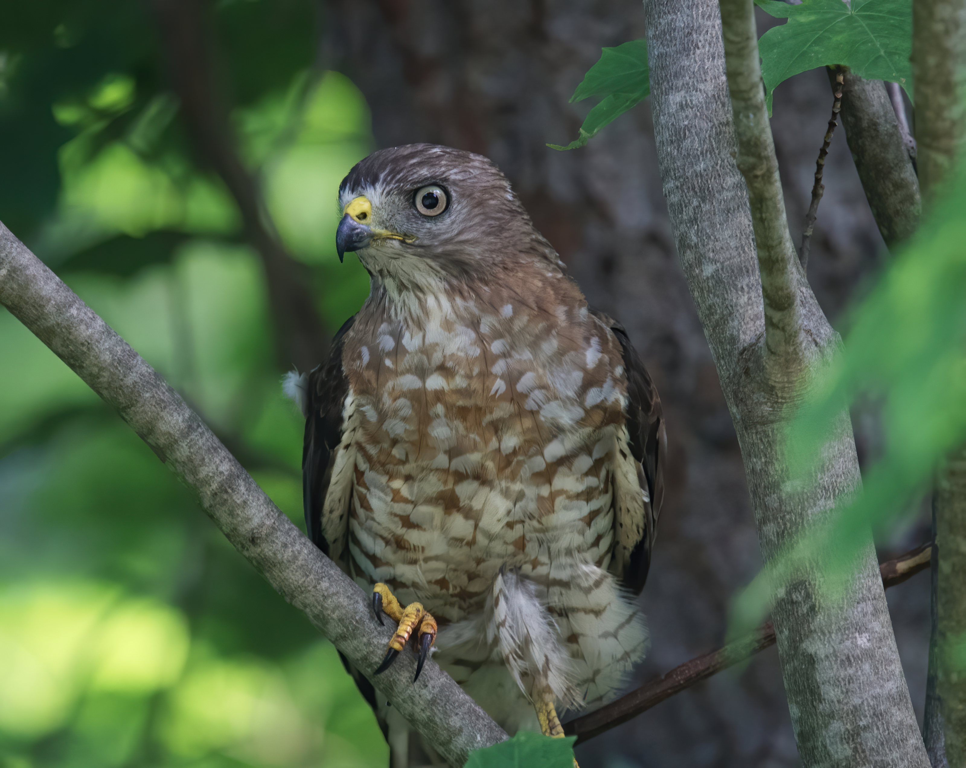 Broad-winged hawk in tree.