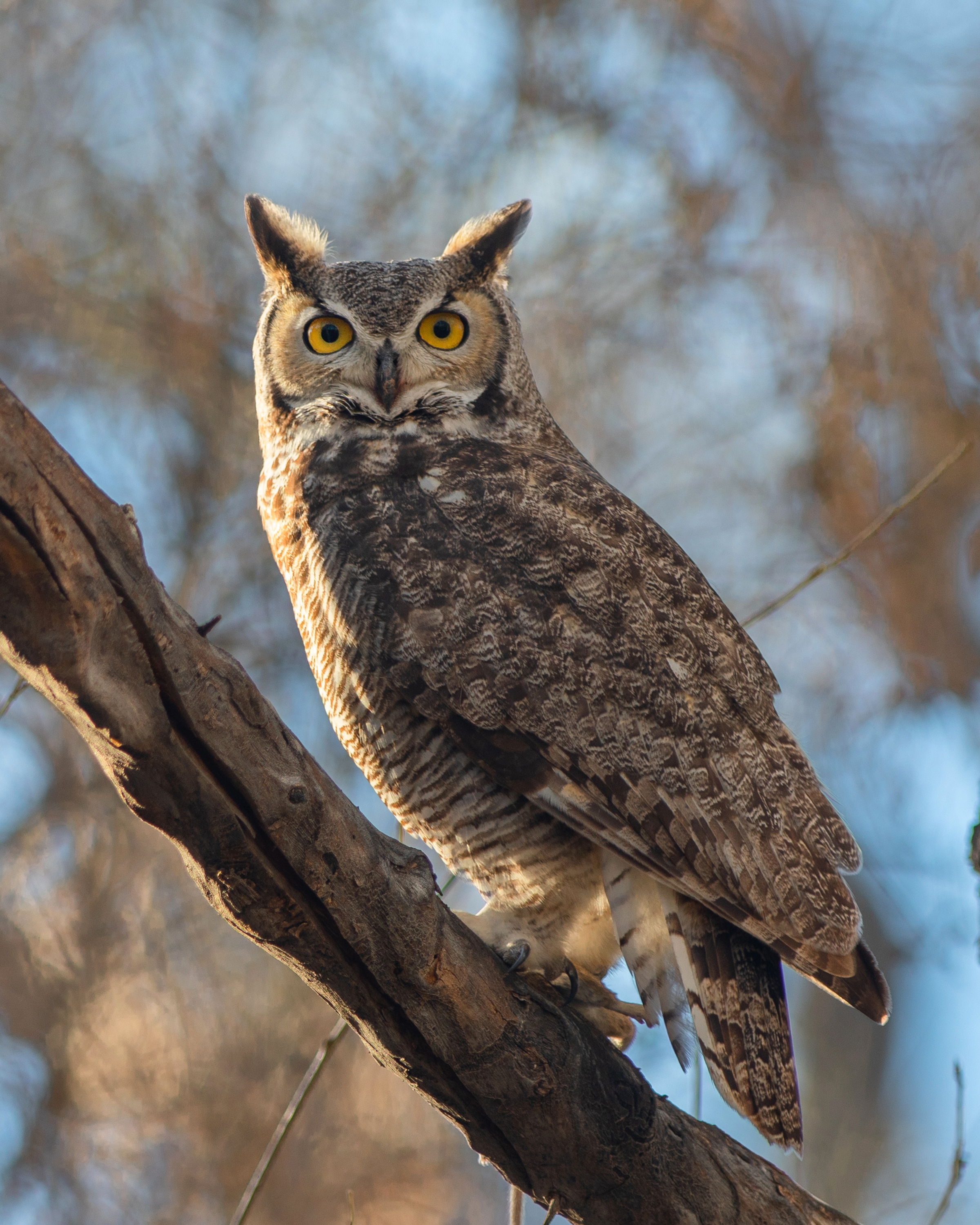 Great Horned Owl. Photo: Roger van Gelder/Audubon Photography Awards