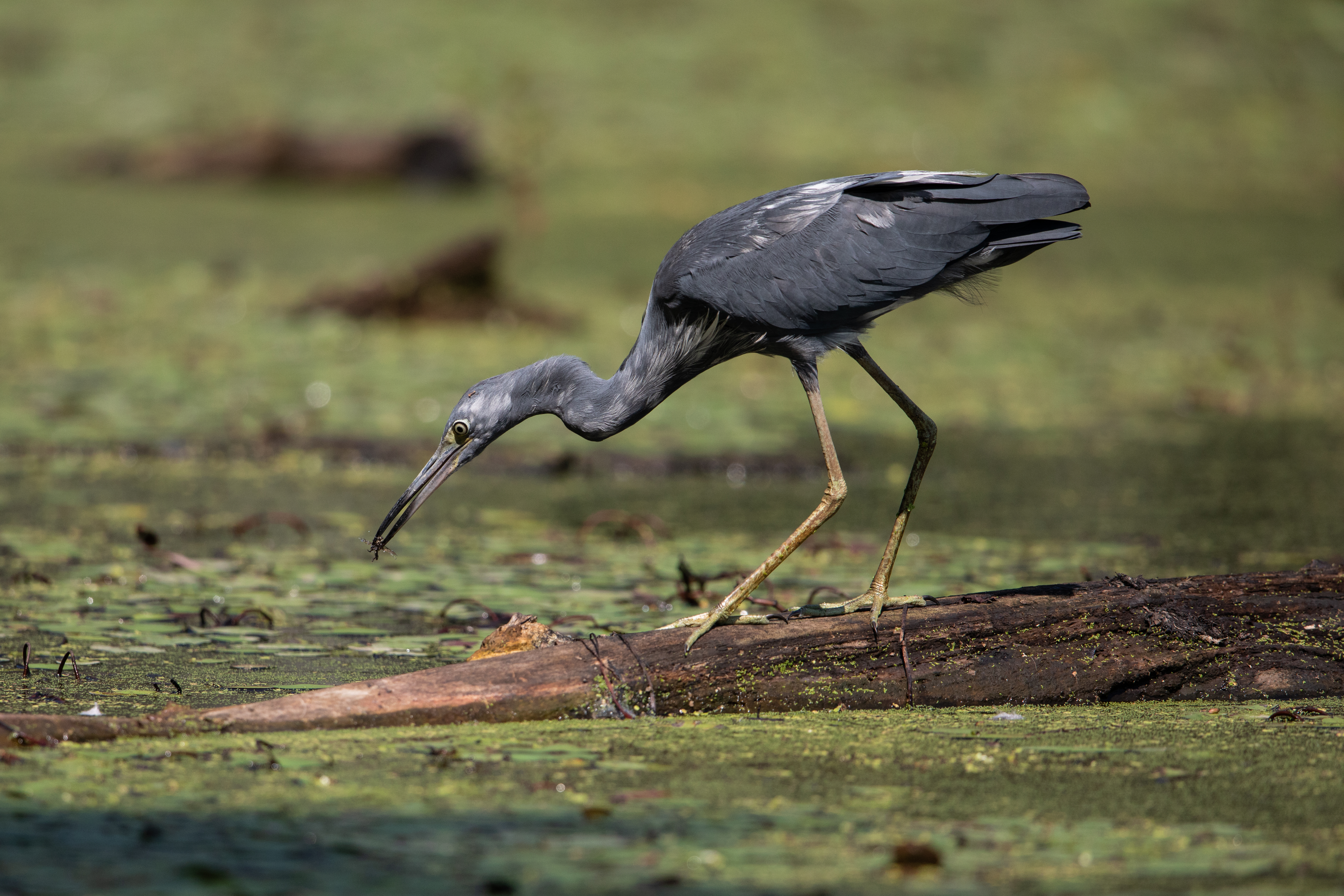 Little Blue Heron on a log