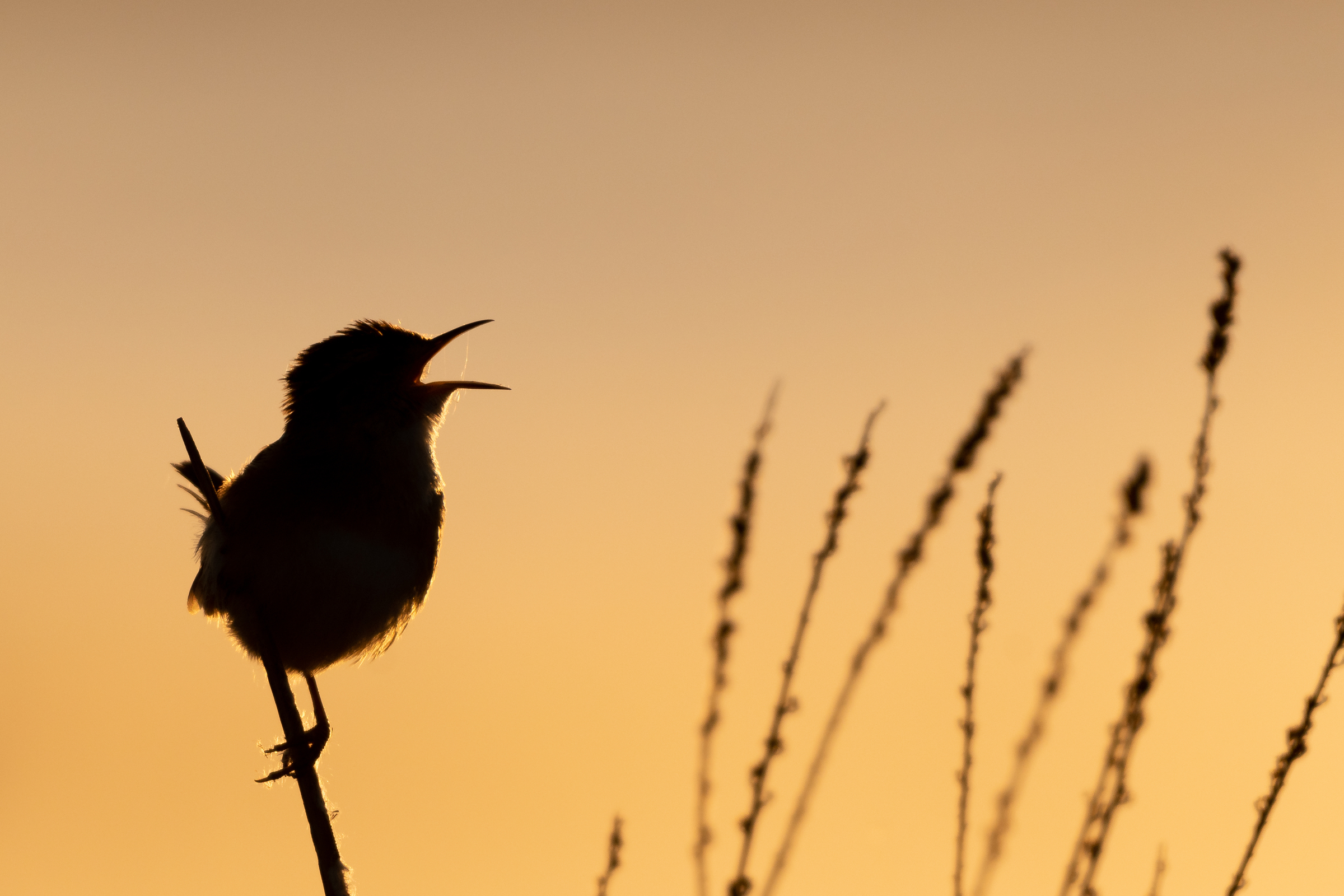 marsh wren on grass