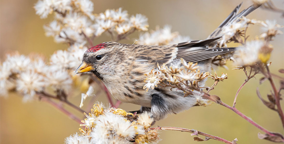 Redpoll.