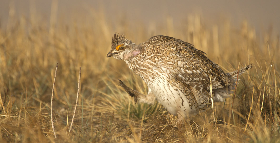 A male Sharp-tailed Grouse walks through short grass.