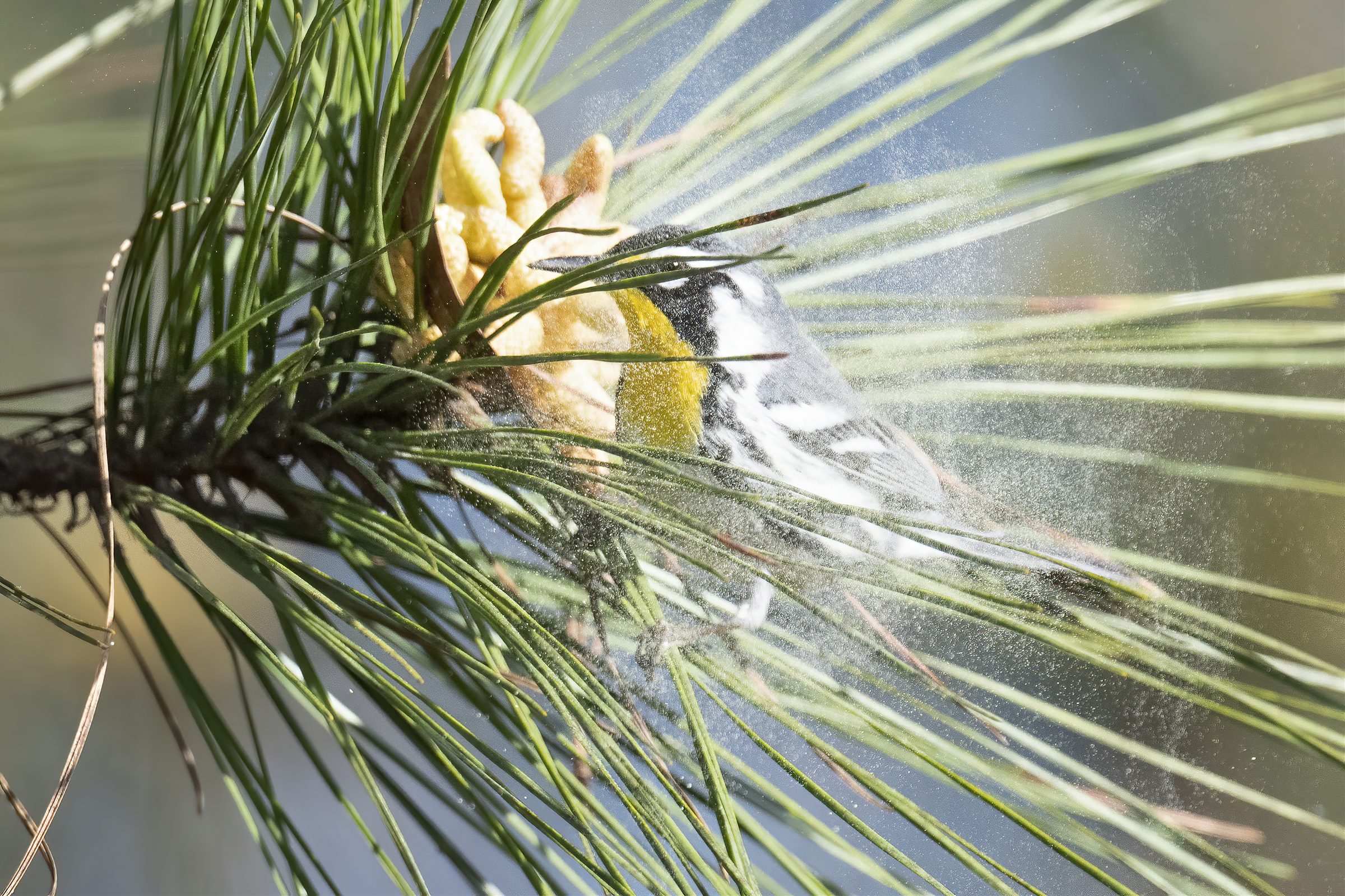 A Yellow-throated Warbler in a pine branch, with pollen in the air