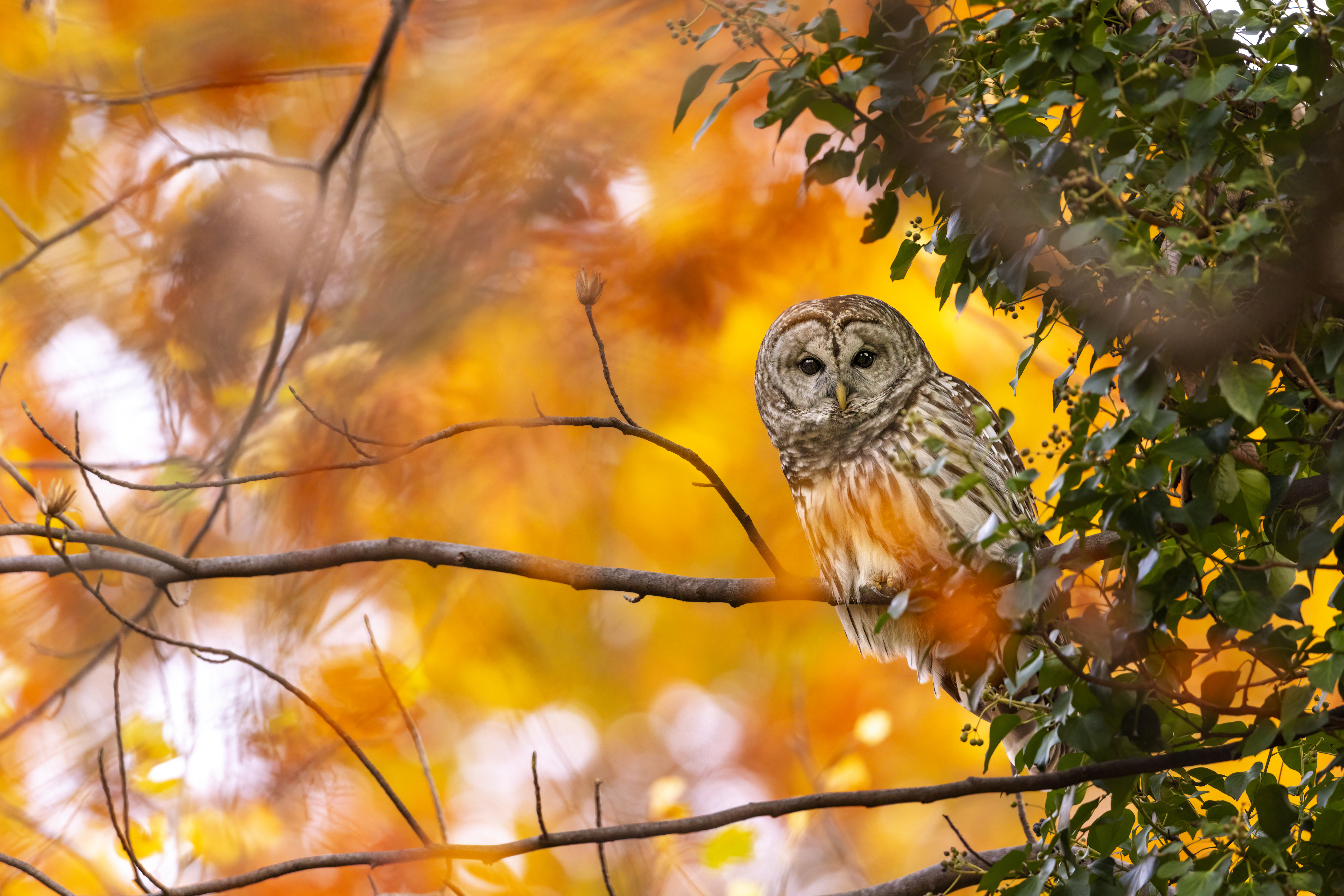 A barred owl perched on a branch in front of yellow fall foliage.