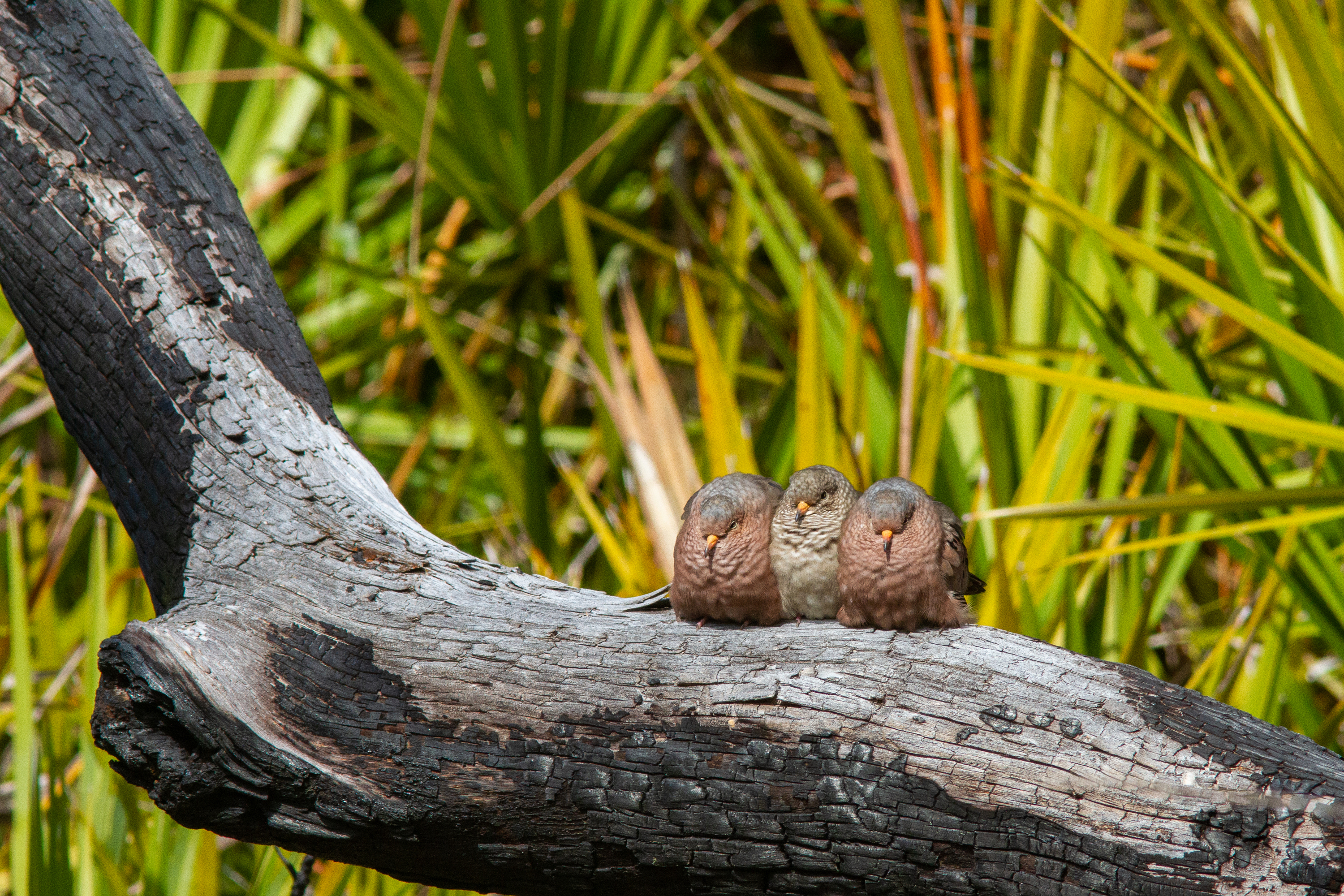 three common ground doves on a log