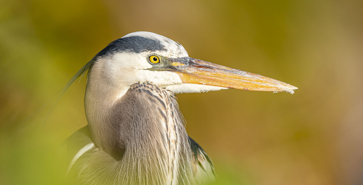 A portrait of a Great Blue Heron.