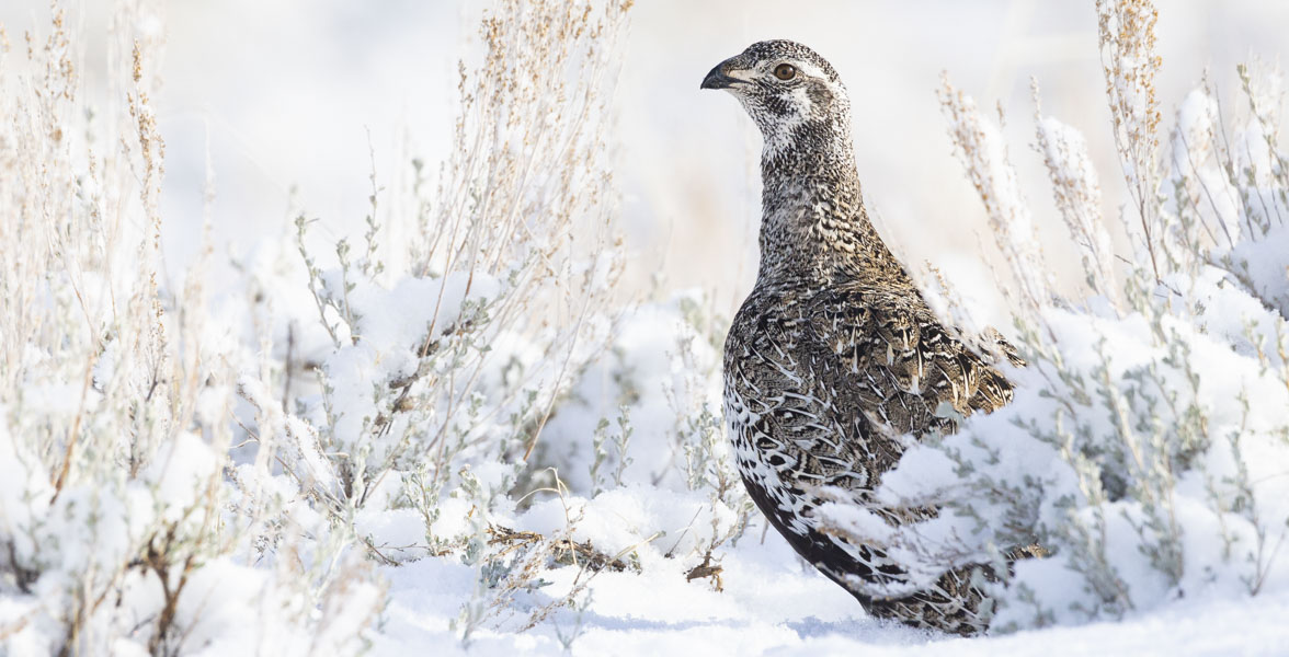 A female Greater Sage-Grouse sits amongst snow-covered sagebrush plants.