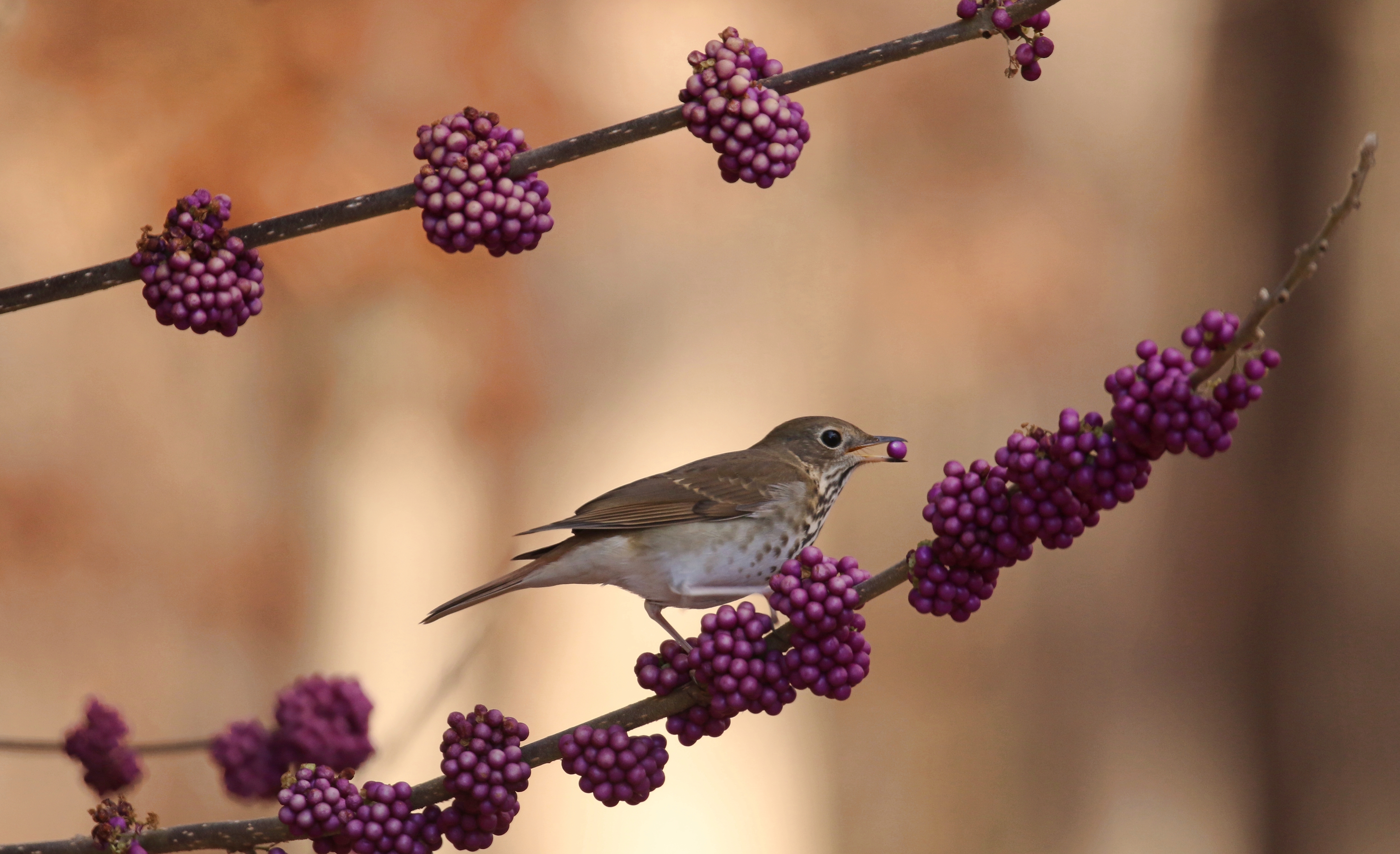 Hermit Thrush eating berries