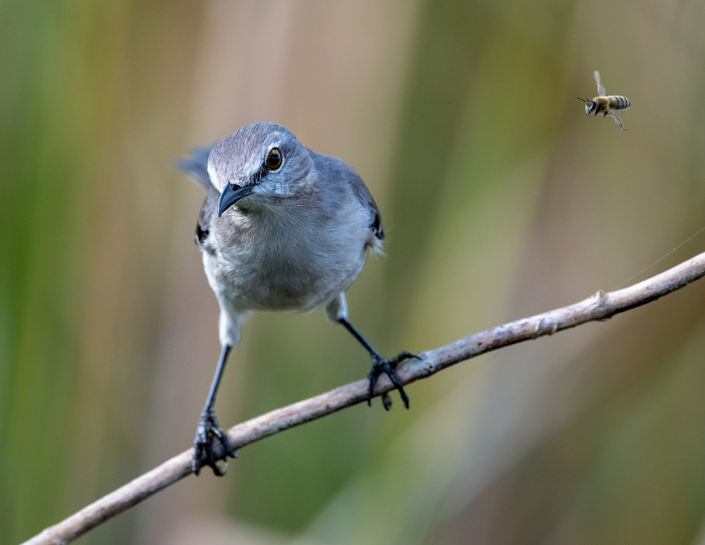 Northern Mockingbird standing on a branch