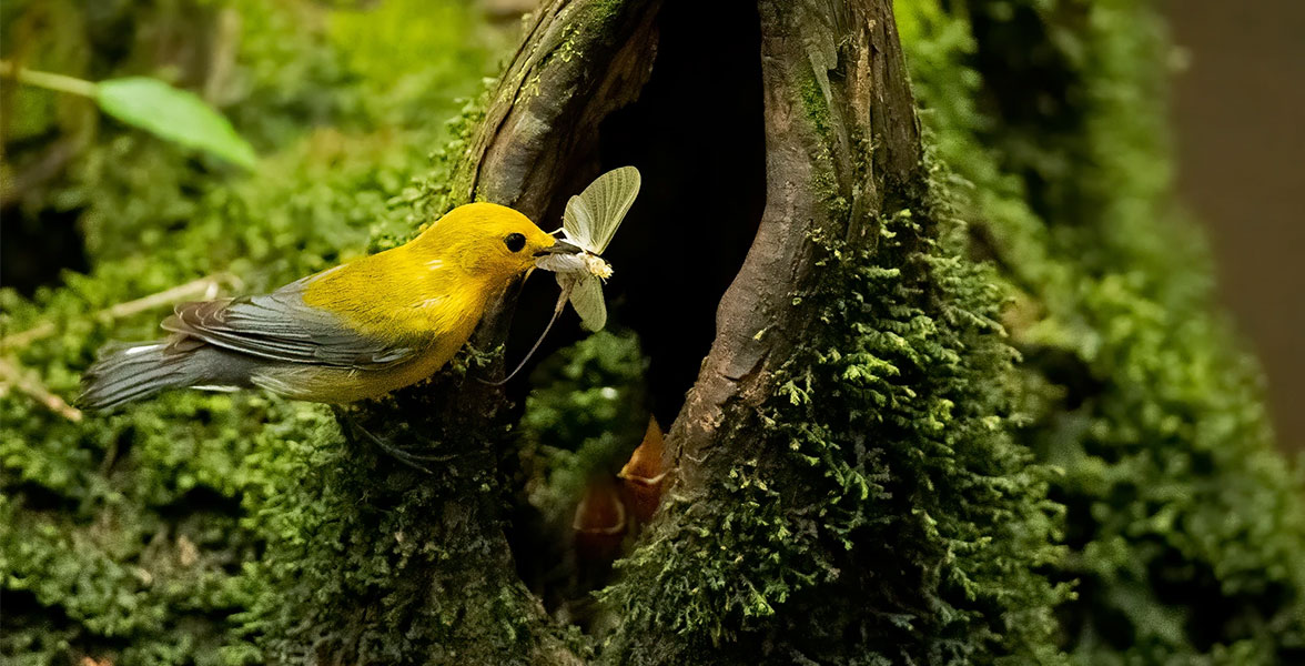 Prothonotary Warblers.