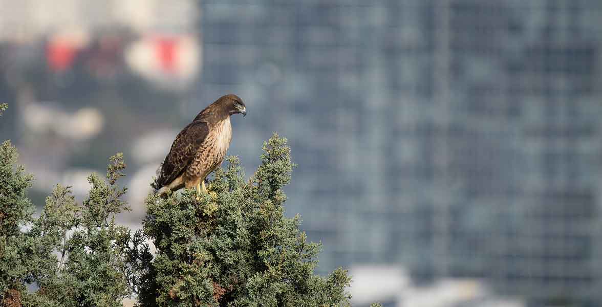 Red-tailed Hawk.