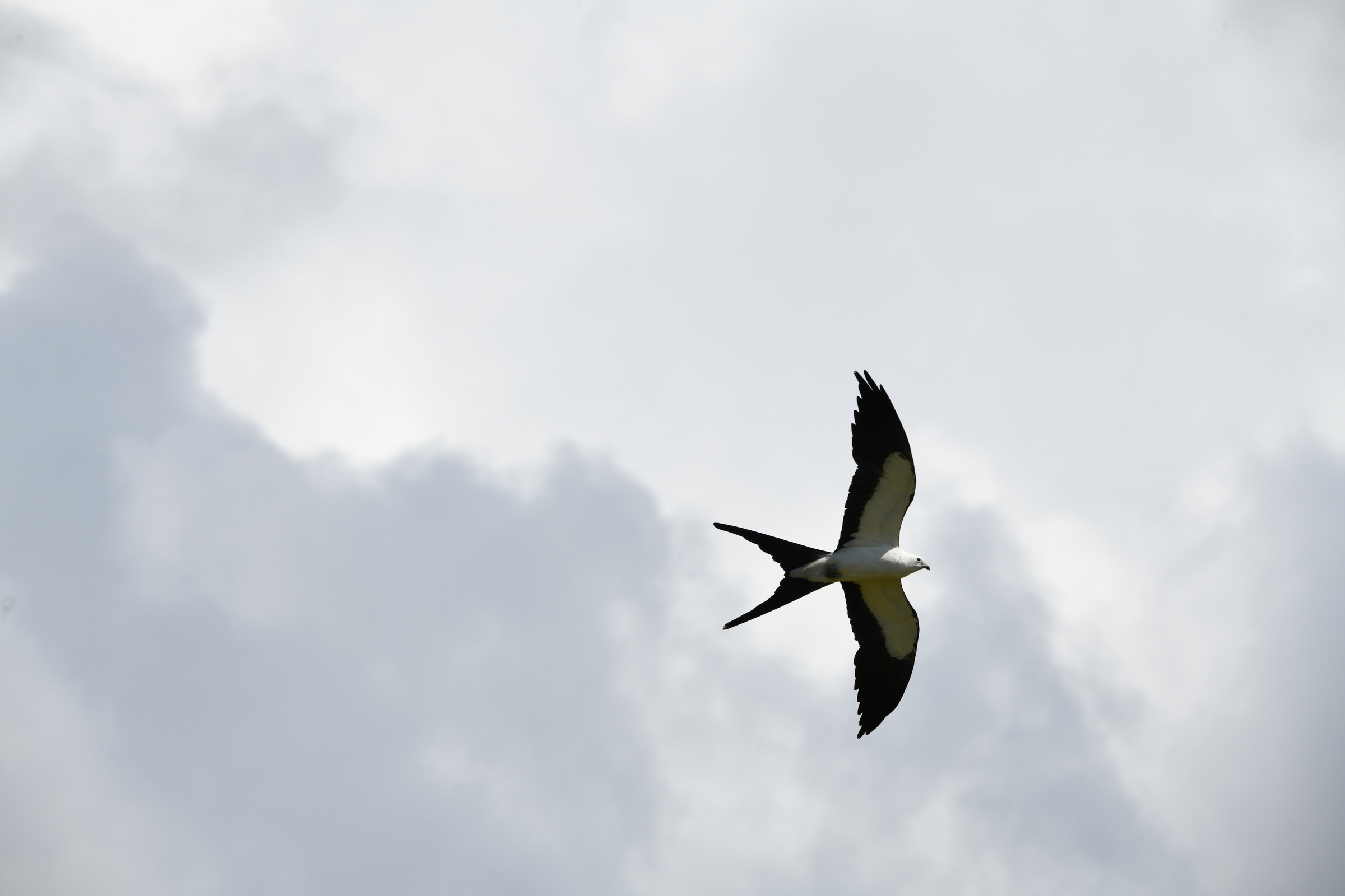 Swallow-tailed Kite flying